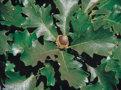 Quercus macrocarpa