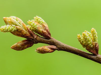Quercus palustris