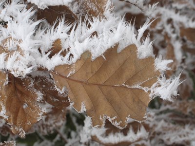 Quercus petraea