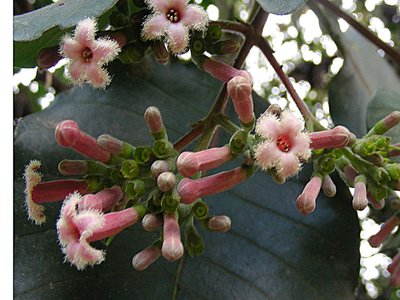 Quinine Bark