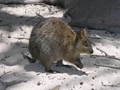 Quokka
