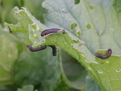 Radish
