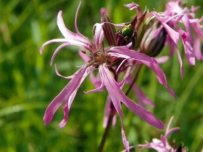 Ragged Robin