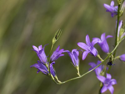 Rampion Bellflower