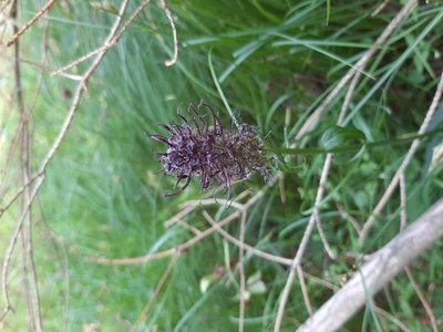 Rampion