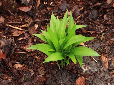 Ramsons