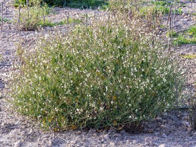 Raphanistrum