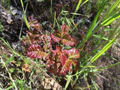 Rat Poison Plant
