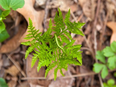 Rattlesnake Fern