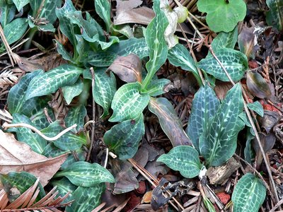 Rattlesnake Plantain