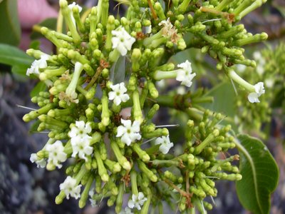 Rauwolfia