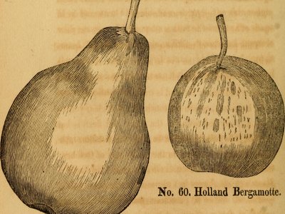 Red Bergamot