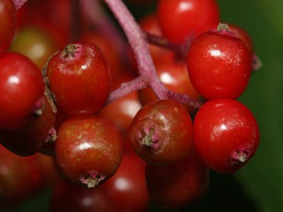 Red Berried Elder