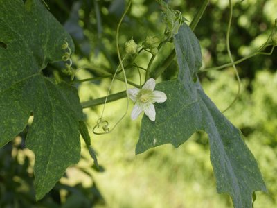Red Bryony