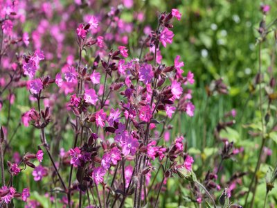 Red Campion