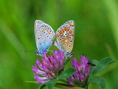 Red Clover