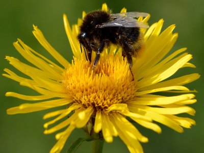 Red Inula