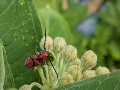 Red Milkweed