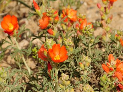 Red Root Sage