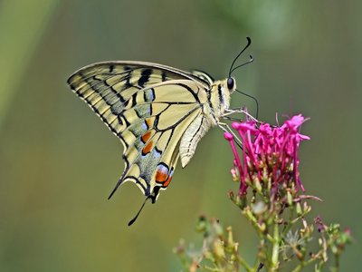 Red Valerian