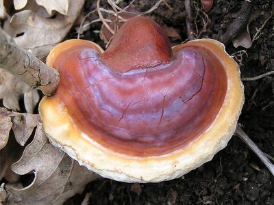 Reishi Mushroom