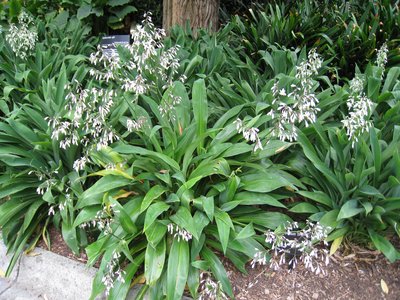 Renga Lily