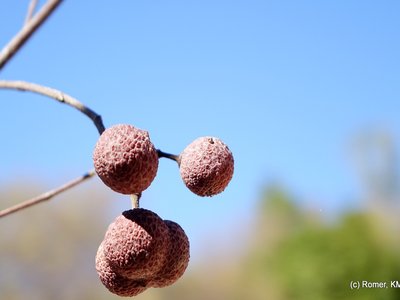 Rhopalocarpus
