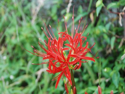 Rice Flower