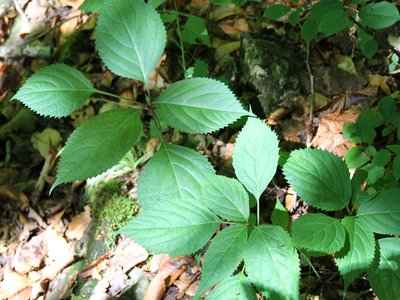 Richweed