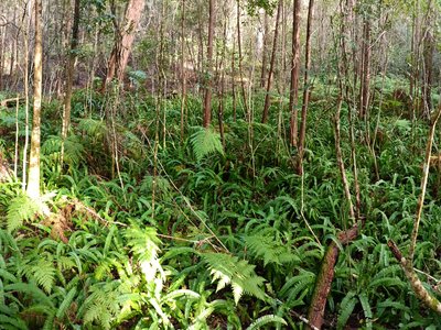 Ring Fern