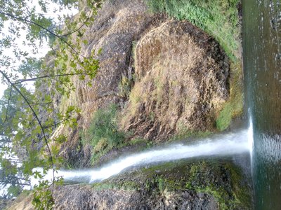 River Horsetail