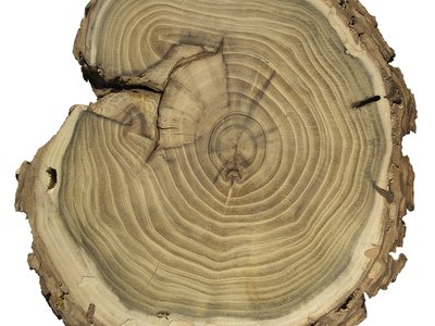 Robinia