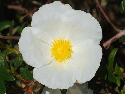 Rockrose