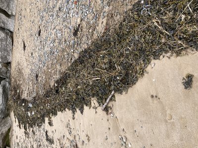 Rockweed
