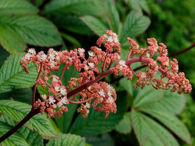 Rodgersia