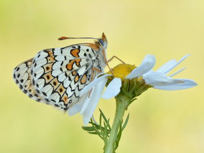 Roman Chamomile
