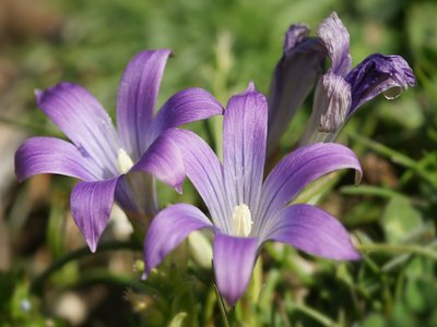 Romulea