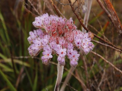 Rooiwortel