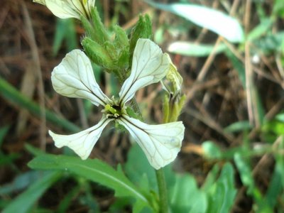 Roquette