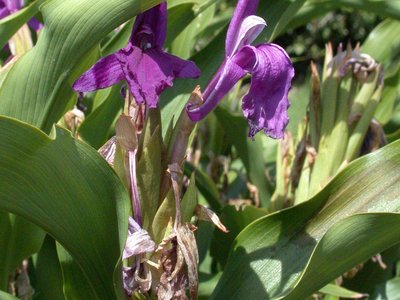 Roscoea