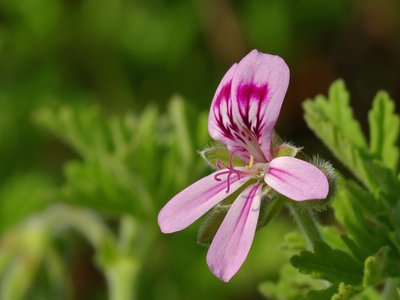 Rose Geranium