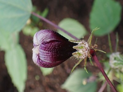 Roselle