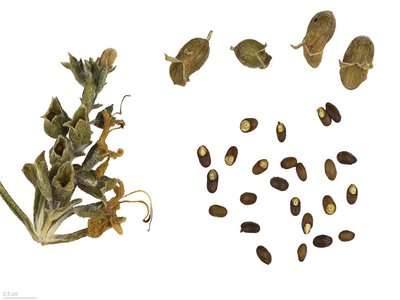 Rosemary