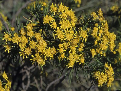 Rosin Bush
