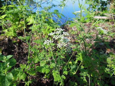 Rough Chervil