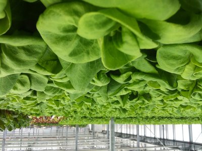 Round Lettuce