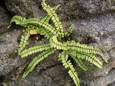 Round Spleenwort
