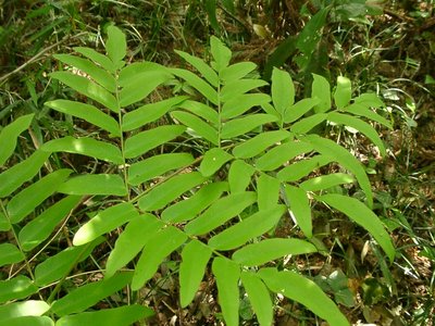 Royal Fern
