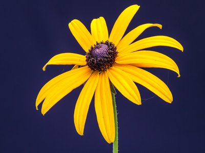 Rudbeckia
