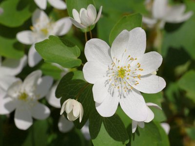 Rue Anemone